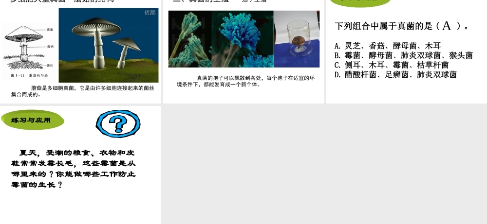 八年级生物上册 第五单元 第四章 第三节 真菌课件 新人教版-新人教级上册生物课件