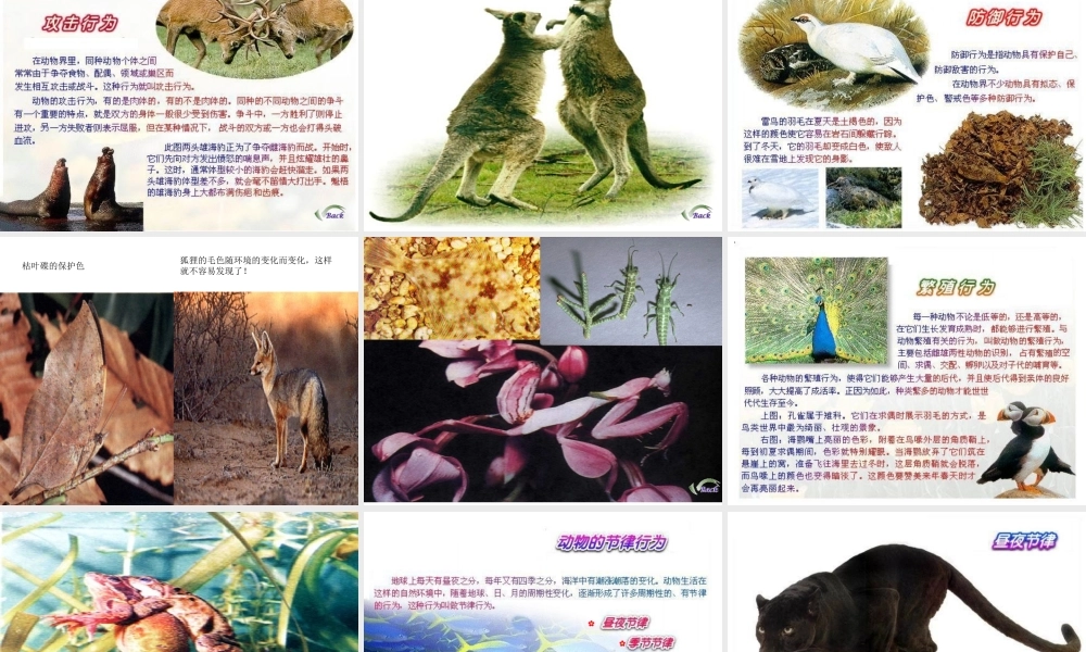 八年级生物上册《动物行为的主要类型》课件1 北师大版