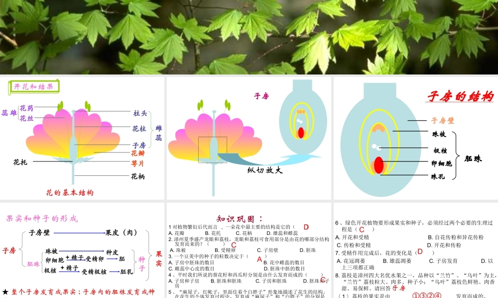 八年级生物上册 第四单元 第一章 绿色开花植物的一生复习课件 济南版-济南级上册生物课件