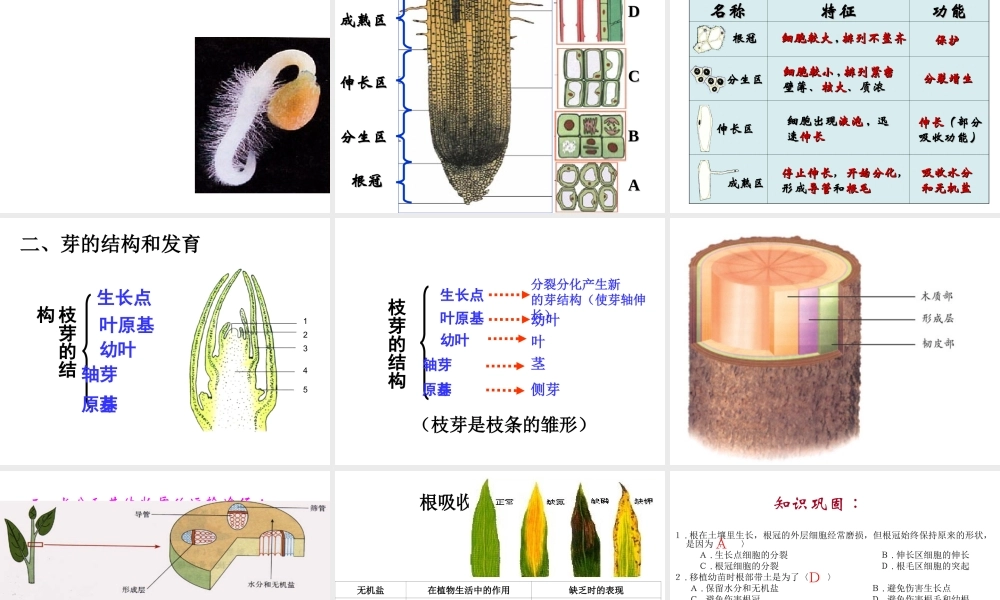 八年级生物上册 第四单元 第一章 绿色开花植物的一生复习课件 济南版-济南级上册生物课件
