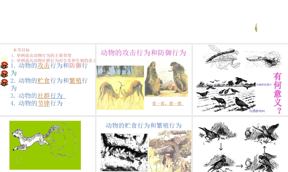 八年级生物上册《动物行为的主要类型》课件2 北师大版