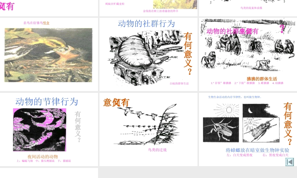 八年级生物上册《动物行为的主要类型》课件2 北师大版