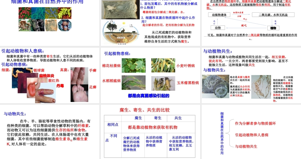 八年级生物上册 第五单元 第四章 第四节《细菌和真菌在自然界中的作用》课件 （新版）新人教版-（新版）新人教版初中八年级上册生物课件