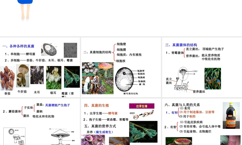 八年级生物上册 第五单元 第四章 第三节 真菌课件（1）（新版）新人教版-（新版）新人教级上册生物课件