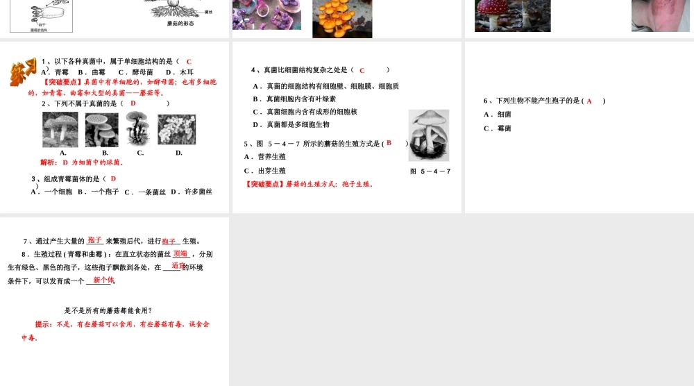 八年级生物上册 第五单元 第四章 第三节 真菌课件（1）（新版）新人教版-（新版）新人教级上册生物课件