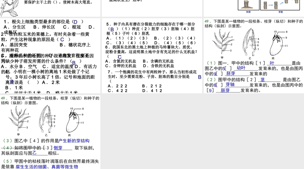 八年级生物上册 第四单元 第一章 绿色开花植物的一生复习课件2 （新版）济南版