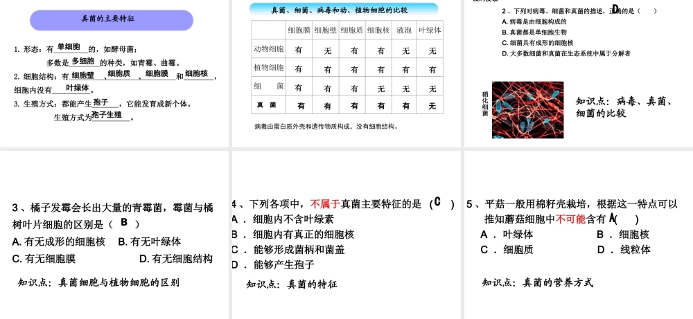 八年级生物上册 第五单元 第四章 第三节 真菌课件（2）（新版）新人教版-（新版）新人教版初中八年级上册生物课件