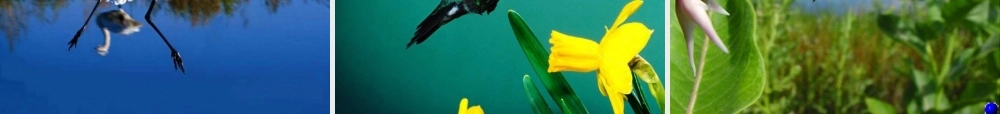 八年级生物上册 第十六章 第一节 动物运动方式的多样性课件1 苏教版