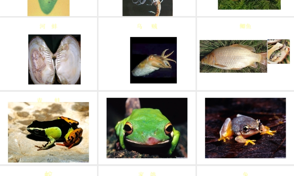 八年级生物上册《动物运动的方式》课件2 北师大版