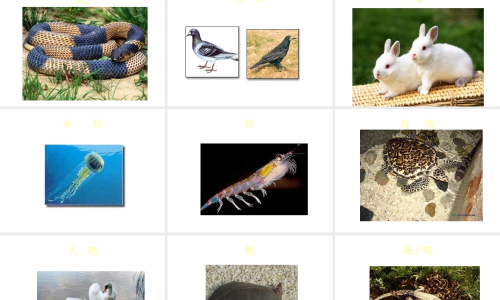 八年级生物上册《动物运动的方式》课件2 北师大版