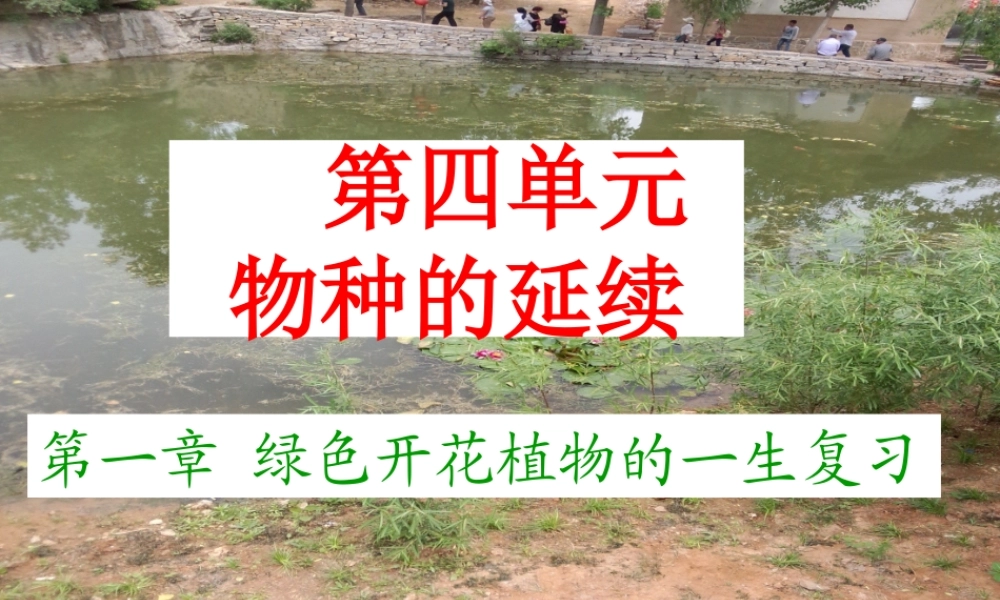 八年级生物上册 第四单元 第一章 绿色植物的一生复习课件 （新版）济南版-（新版）济南版初中八年级上册生物课件