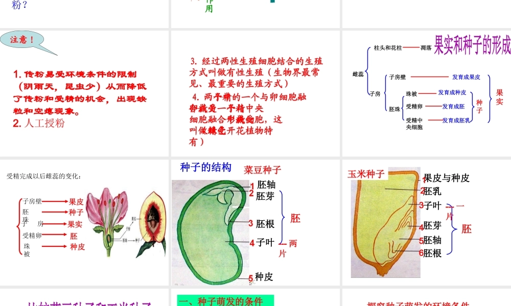 八年级生物上册 第四单元 第一章 绿色植物的一生复习课件 （新版）济南版-（新版）济南版初中八年级上册生物课件