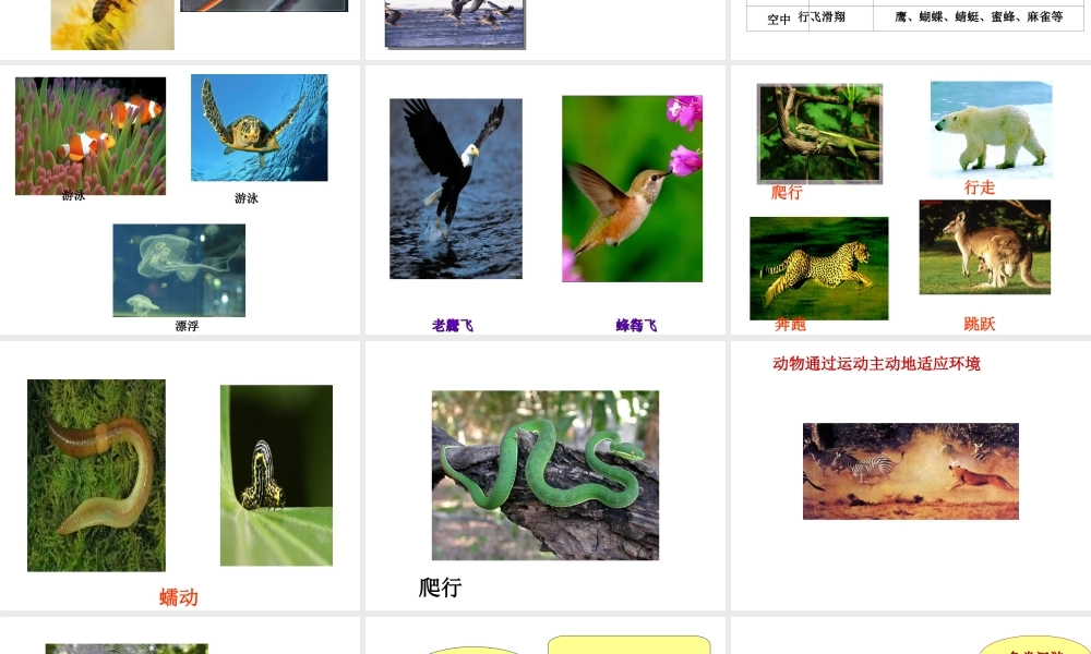 八年级生物上册 第十六章 第一节 动物运动方式的多样性课件2 苏教版