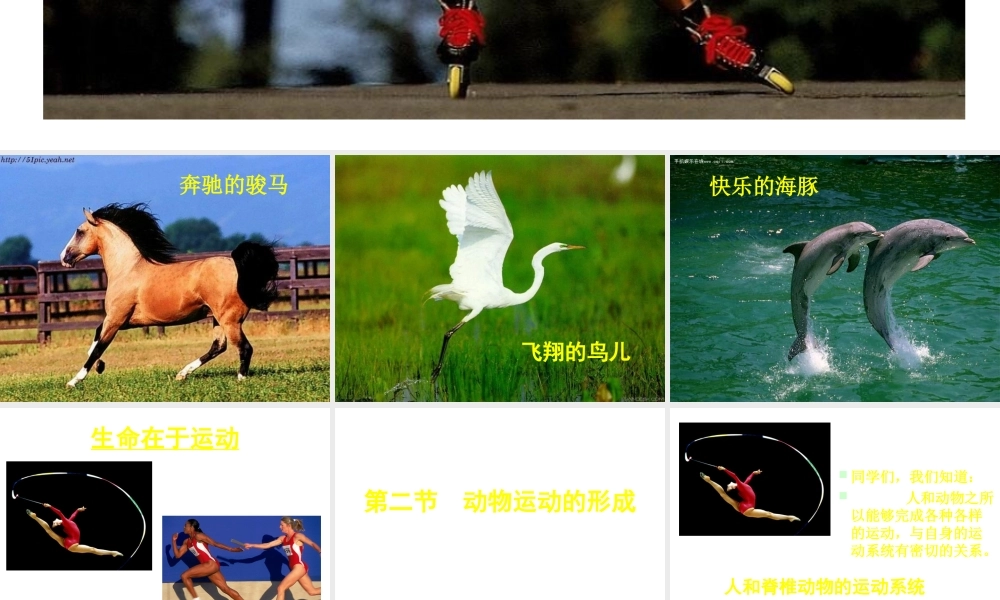 八年级生物上册《动物运动的形成》课件 北师大版