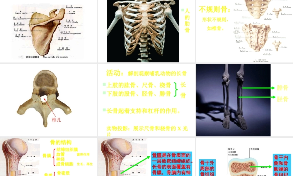 八年级生物上册《动物运动的形成》课件 北师大版