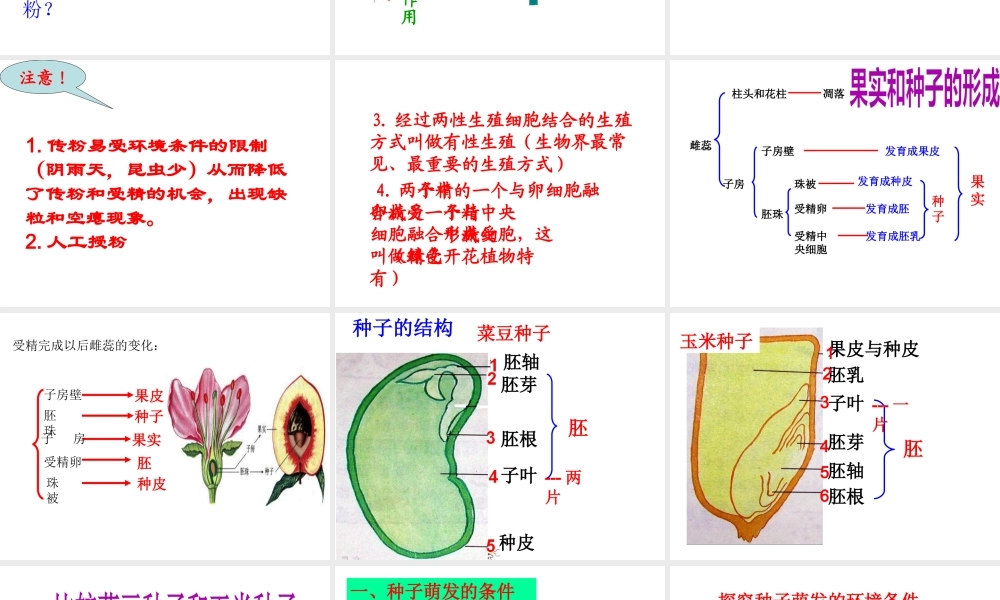 八年级生物上册 第四单元 第一章 绿色植物的一生复习课件 （新版）济南版-（新版）济南级上册生物课件