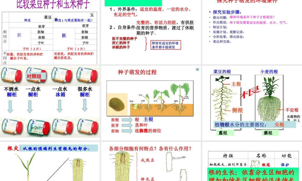 八年级生物上册 第四单元 第一章 绿色植物的一生复习课件 （新版）济南版-（新版）济南级上册生物课件