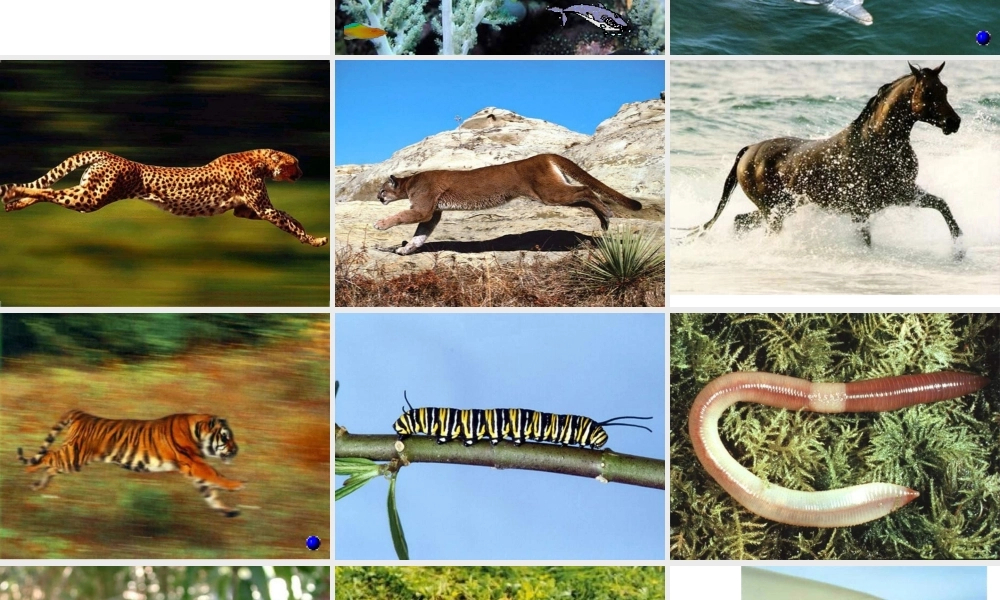 八年级生物上册《动物运动方式的多样性》课件 苏教版