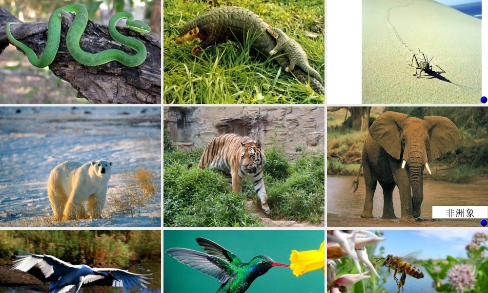 八年级生物上册《动物运动方式的多样性》课件 苏教版