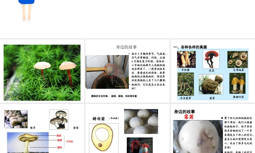 八年级生物上册 第五单元 第四章 第三节 真菌课件2 （新版）新人教版-（新版）新人教级上册生物课件