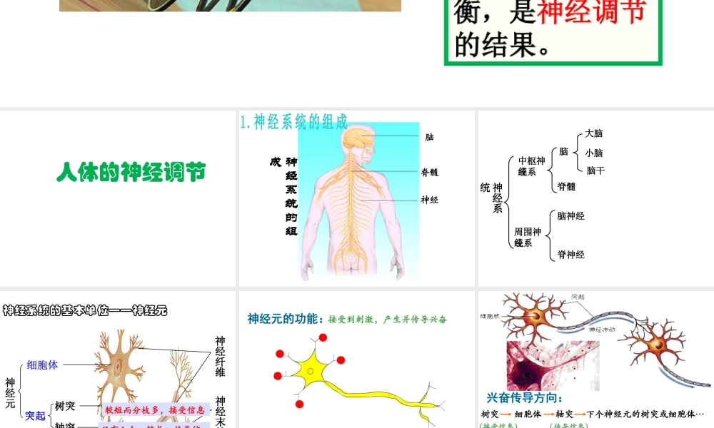 八年级生物上册 第十六章 第一节 人体的神经调节课件 苏科版