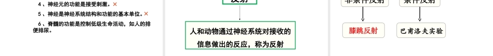 八年级生物上册 第十六章 第一节 人体的神经调节课件 苏科版