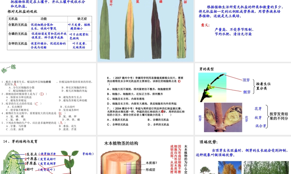 八年级生物上册 第四单元 第一章 绿色植物的一生课件 济南版