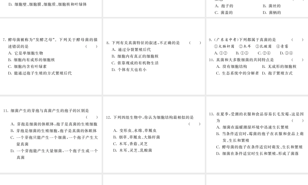 八年级生物上册 第五单元 第四章 第三节 真菌习题课件 （新版）新人教版-（新版）新人教版初中八年级上册生物课件