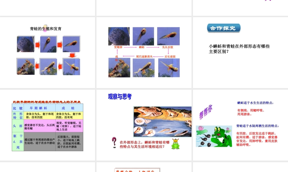 八年级生物上册 第四单元 物种的延续 第二章 动物的生殖和发育 第二节 两栖动物的生殖和发育课件（新版）济南版-（新版）济南版初中八年级上册生物课件