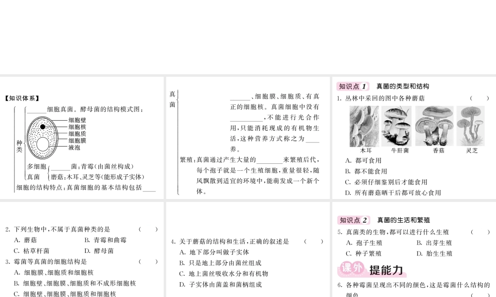 八年级生物上册 第五单元 第四章 第三节 真菌习题课件 （新版）新人教版-（新版）新人教级上册生物课件