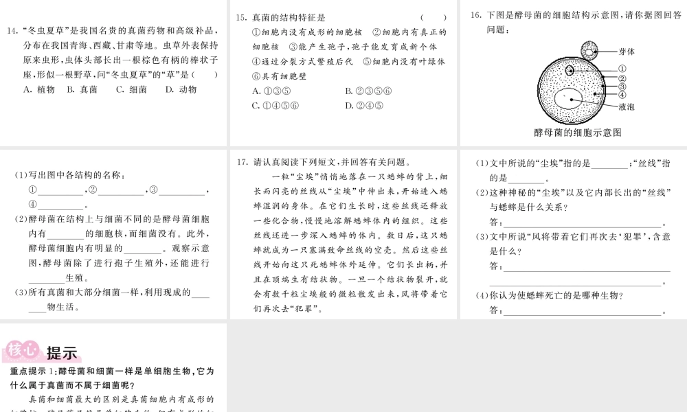八年级生物上册 第五单元 第四章 第三节 真菌习题课件 （新版）新人教版-（新版）新人教级上册生物课件