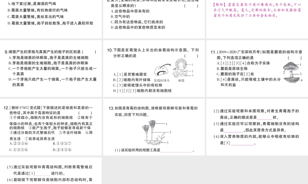 八年级生物上册 第五单元 第四章 第三节 真菌作业课件 （新版）新人教版-（新版）新人教版初中八年级上册生物课件