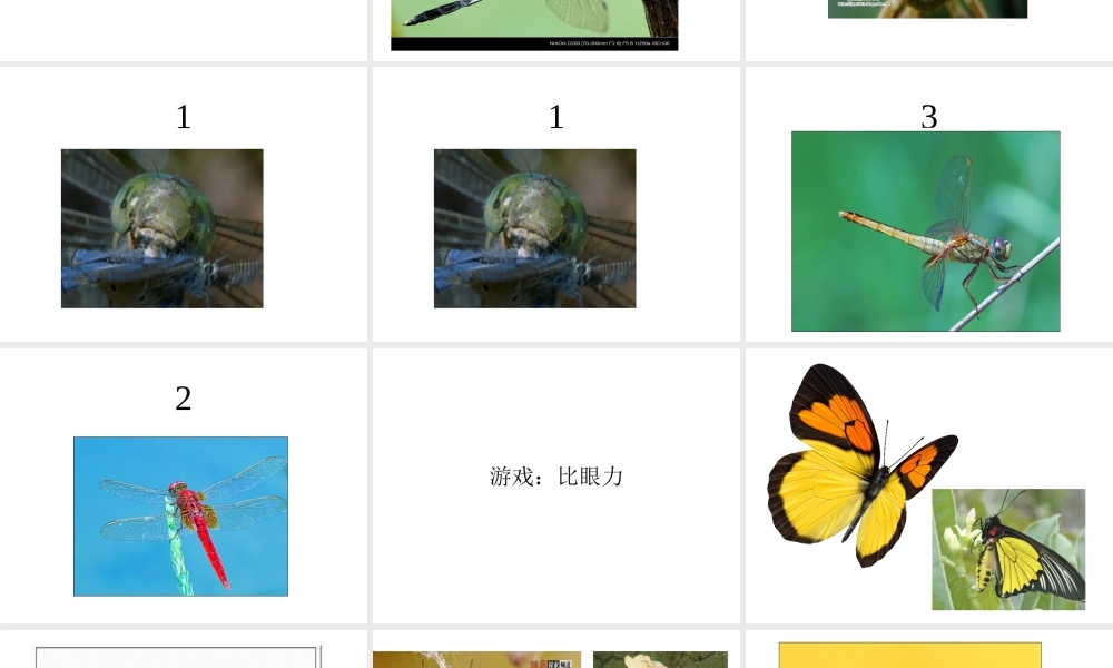 八年级生物上册《空中飞行的动物-昆虫篇》课件 新人教版