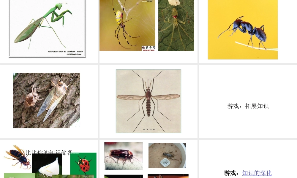 八年级生物上册《空中飞行的动物-昆虫篇》课件 新人教版