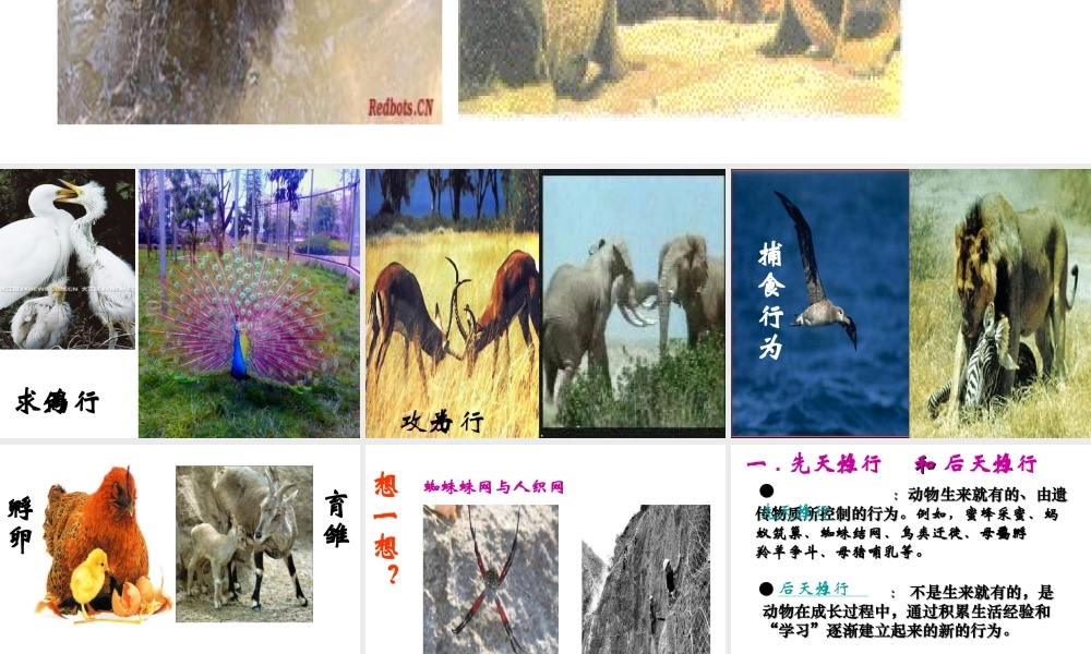 八年级生物上册 第十七章 第二节 动物行为的生理基础课件 苏教版