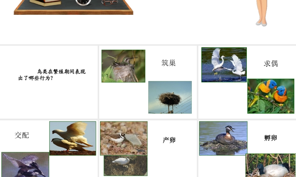 八年级生物上册 第四单元 物种的延续 第二章 动物的生殖和发育 第三节 鸟的生殖和发育课件（新版）济南版-（新版）济南级上册生物课件