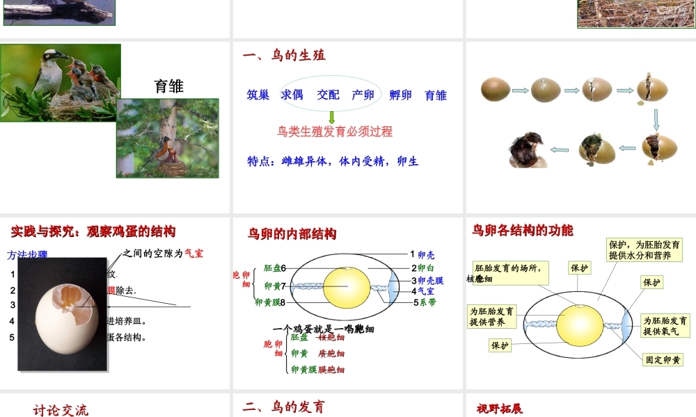 八年级生物上册 第四单元 物种的延续 第二章 动物的生殖和发育 第三节 鸟的生殖和发育课件（新版）济南版-（新版）济南级上册生物课件