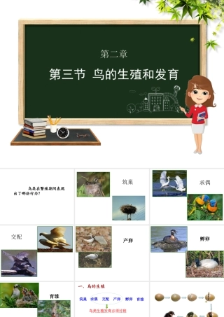 八年级生物上册 第四单元 物种的延续 第二章 动物的生殖和发育 第三节 鸟的生殖和发育课件（新版）济南版-（新版）济南级上册生物课件
