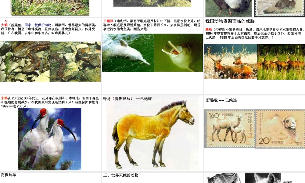 八年级生物上册 第十七章 第二节 我国的动物资源及保护课件1 北师大版