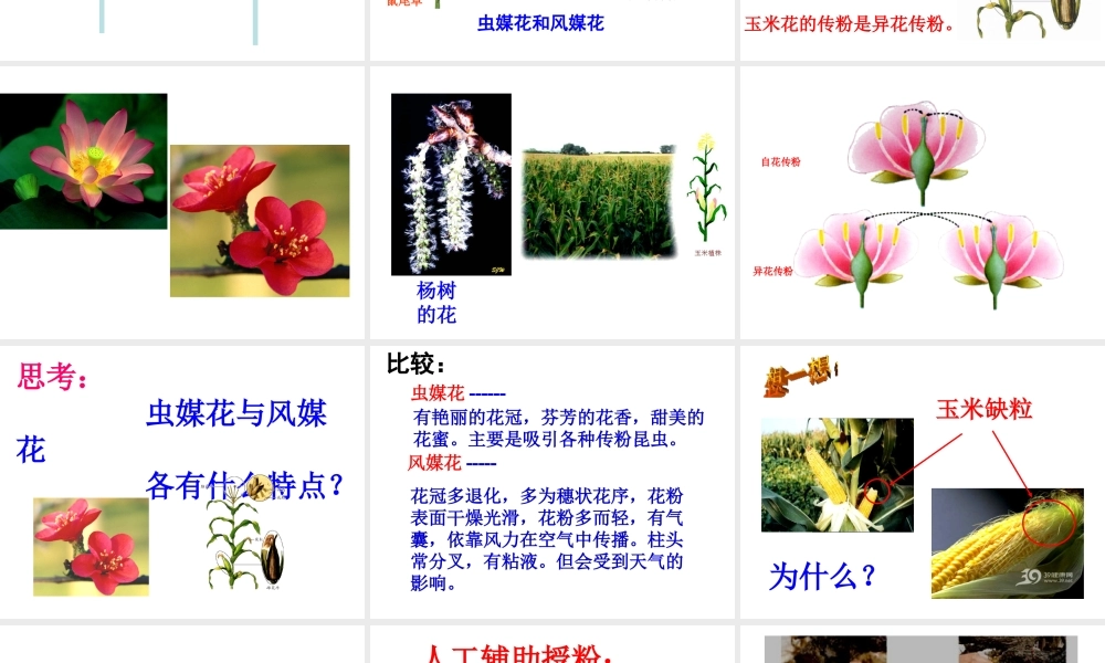 八年级生物上册 第四单元 物种的延续 第一章 绿色开花植物的一生 第二节 传粉与受精课件（新版）济南版-（新版）济南版初中八年级上册生物课件