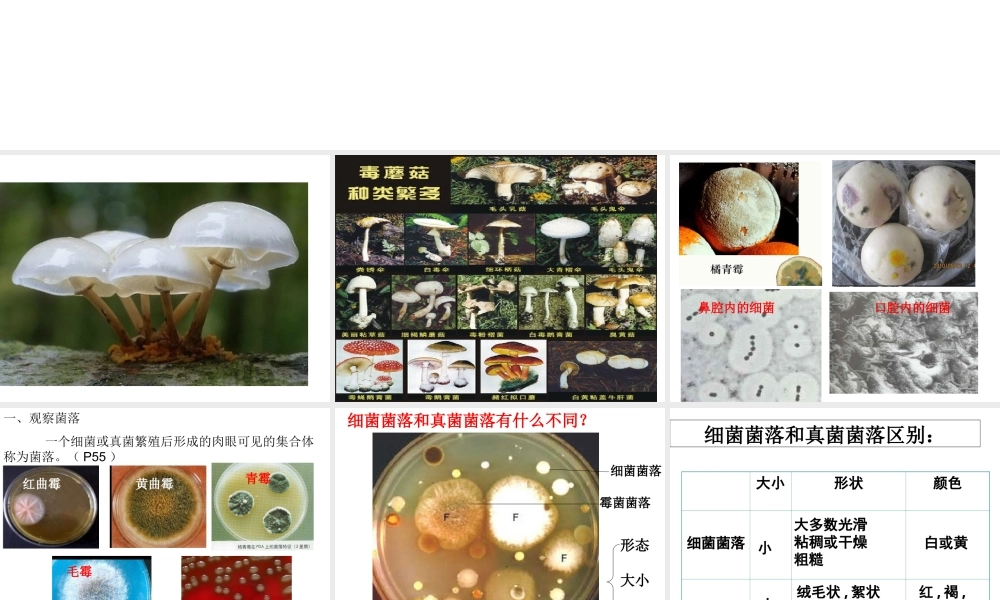 八年级生物上册 第五单元 第四章 第一节 细菌和真菌的分布教学课件 （新版）新人教版-（新版）新人教级上册生物课件