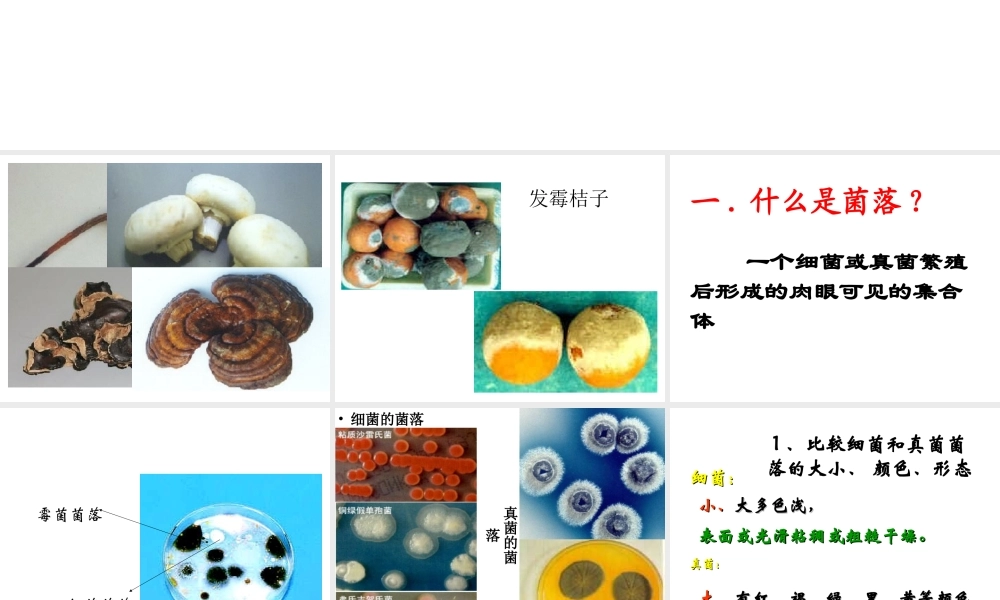 八年级生物上册 第五单元 第四章 第一节 细菌和真菌的分布课件 （新版）新人教版-（新版）新人教版初中八年级上册生物课件