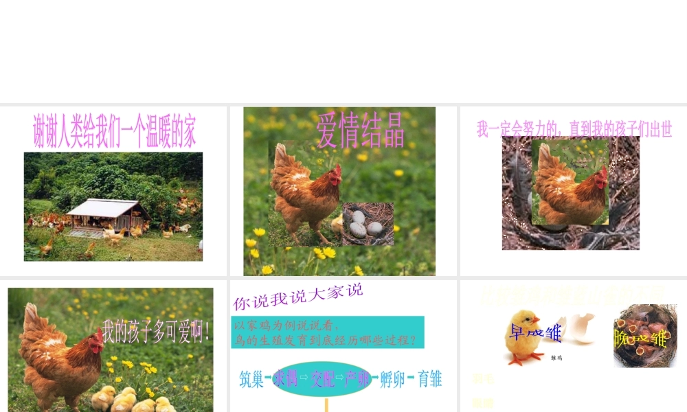 八年级生物上册《鸟类的生殖与发育》课件 苏教版