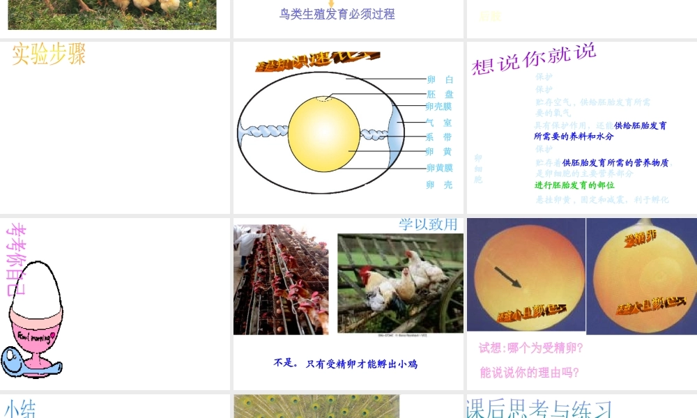 八年级生物上册《鸟类的生殖与发育》课件 苏教版