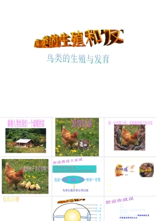 八年级生物上册《鸟类的生殖与发育》课件 苏教版