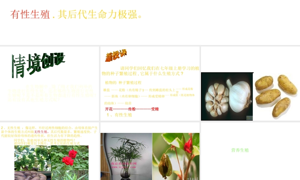 八年级生物上册《其他生物的生殖》课件2 北师大版