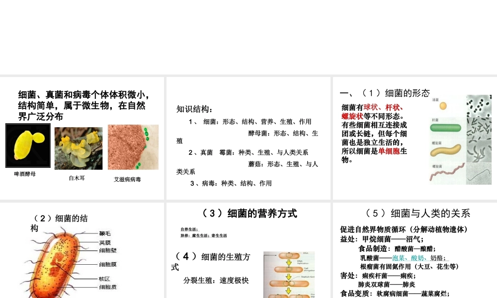 八年级生物上册 第五单元 第四章 第一节 细菌和真菌的分布课件 （新版）新人教版