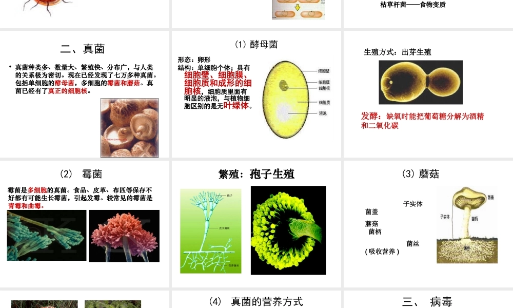 八年级生物上册 第五单元 第四章 第一节 细菌和真菌的分布课件 （新版）新人教版