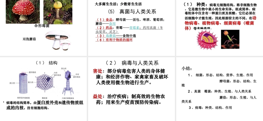 八年级生物上册 第五单元 第四章 第一节 细菌和真菌的分布课件 （新版）新人教版