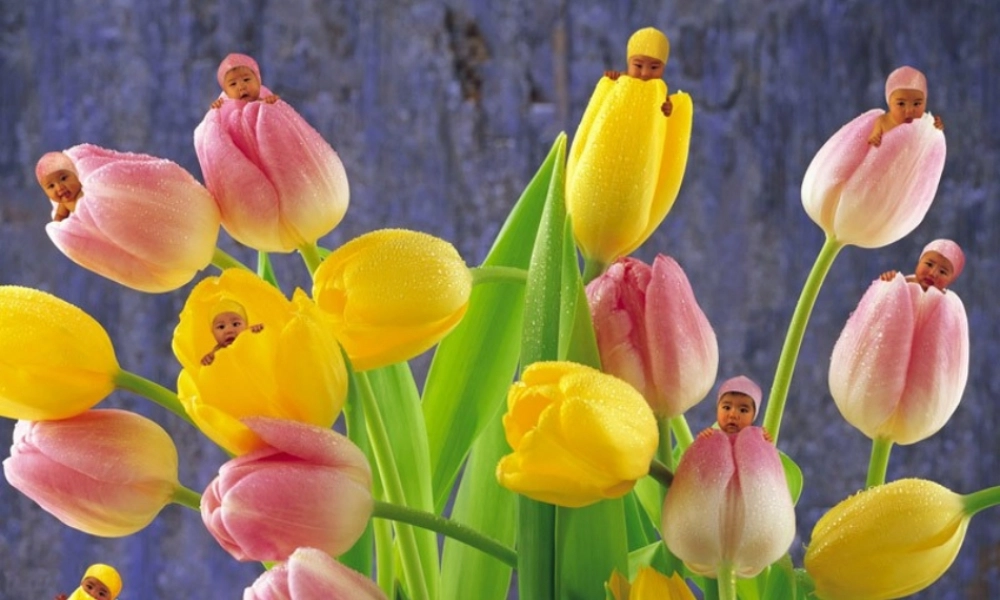 八年级生物上册《人的生殖》课件1 苏科版